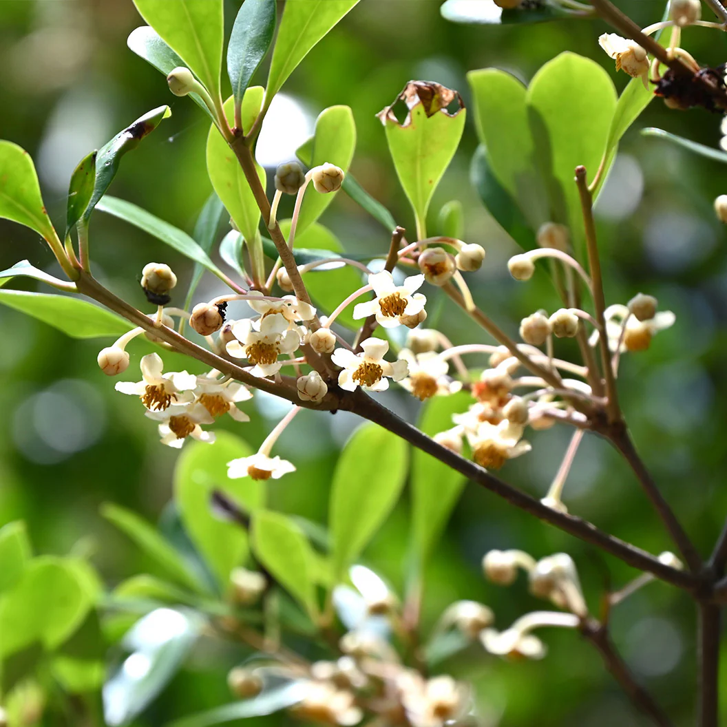 Cleyera Japonica - Image 4
