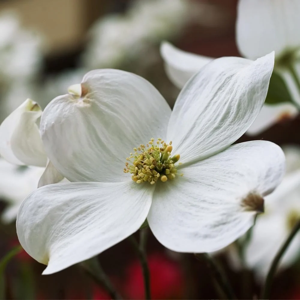 Cloud 9 Dogwood Tree - Image 3