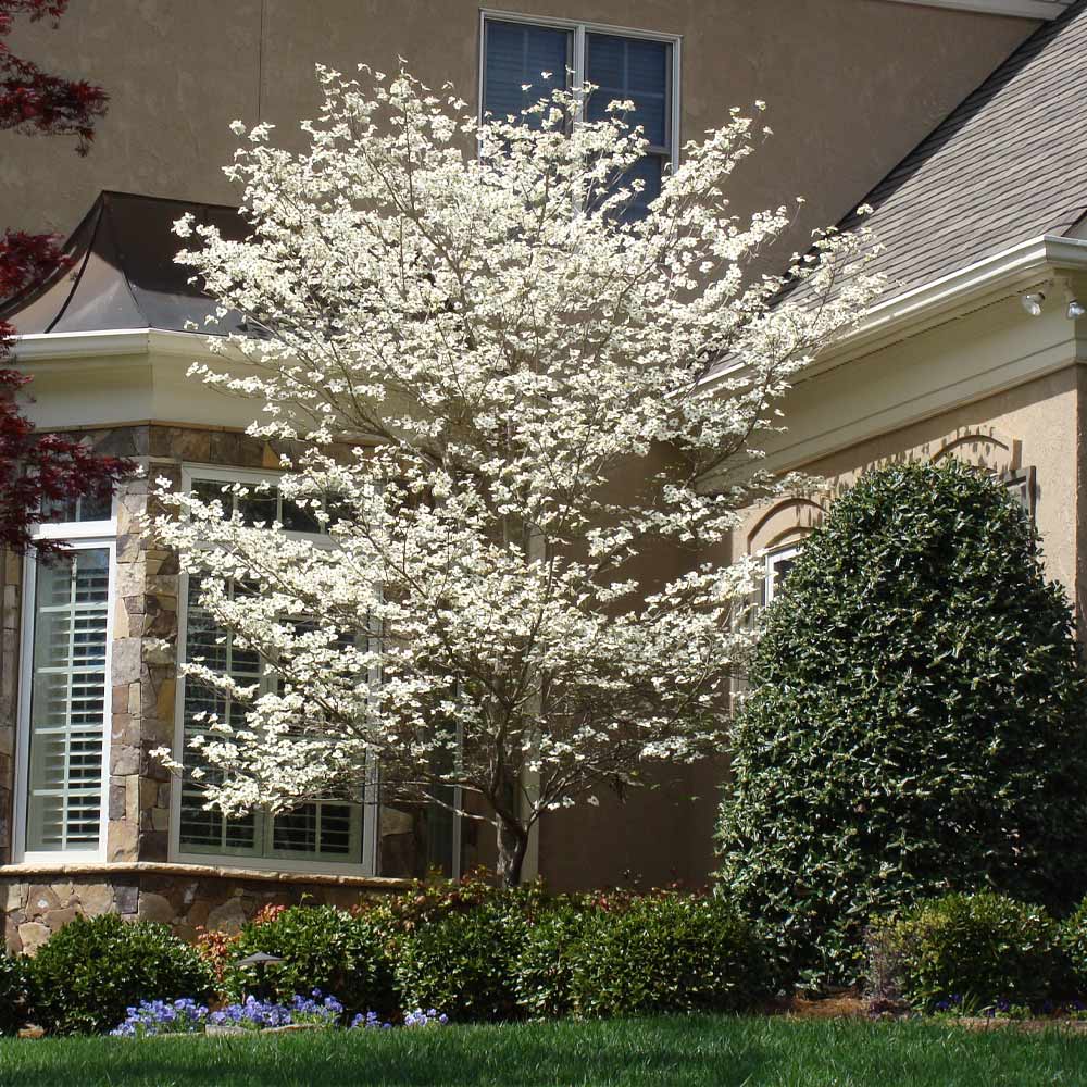 Cloud 9 Dogwood Tree - Image 4