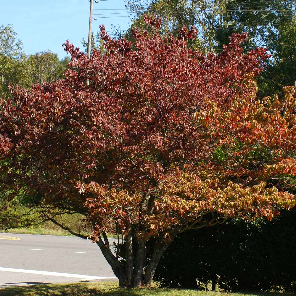 Cloud 9 Dogwood Tree - Image 5
