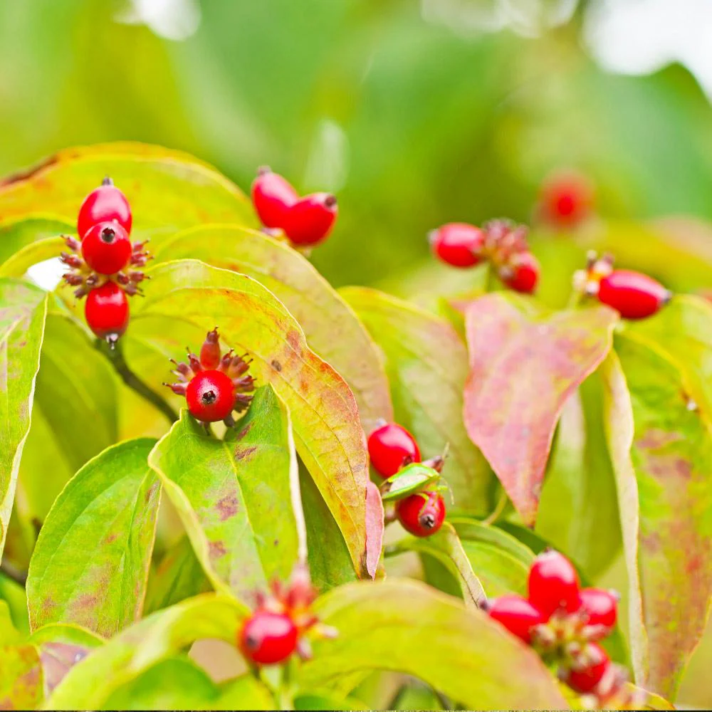 Cloud 9 Dogwood Tree - Image 6