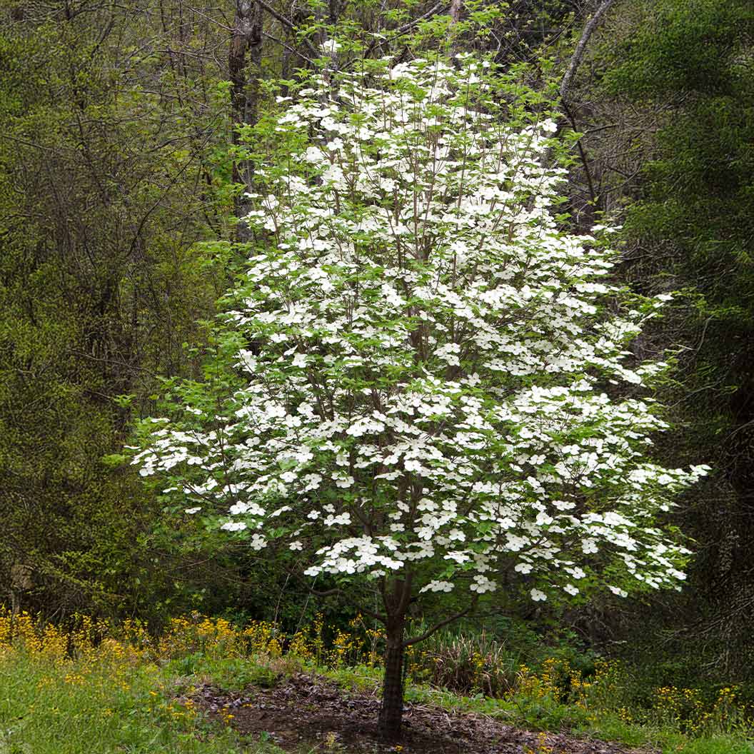 Cloudburst™ Dogwood Tree - Image 2