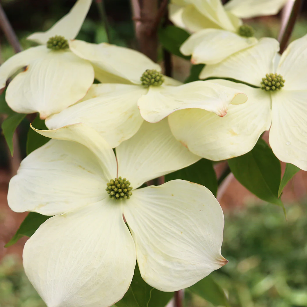 Cloudburst™ Dogwood Tree - Image 3
