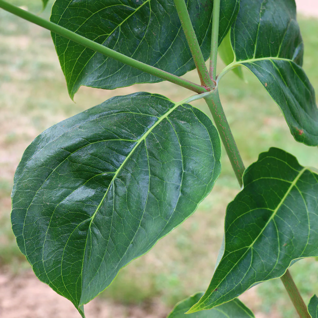 Cloudburst™ Dogwood Tree - Image 4