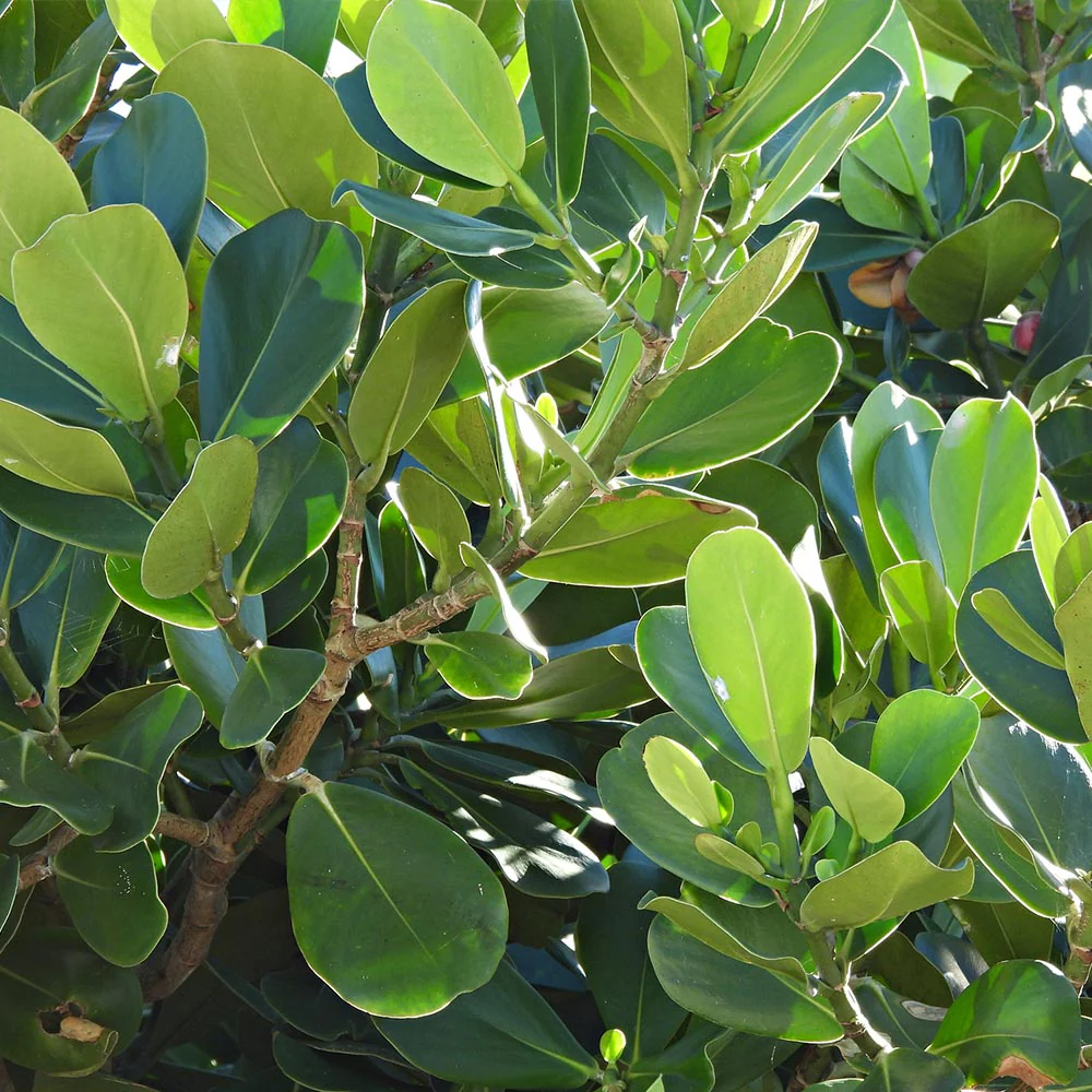 Clusia - Image 4