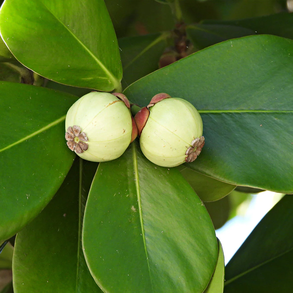Clusia - Image 5