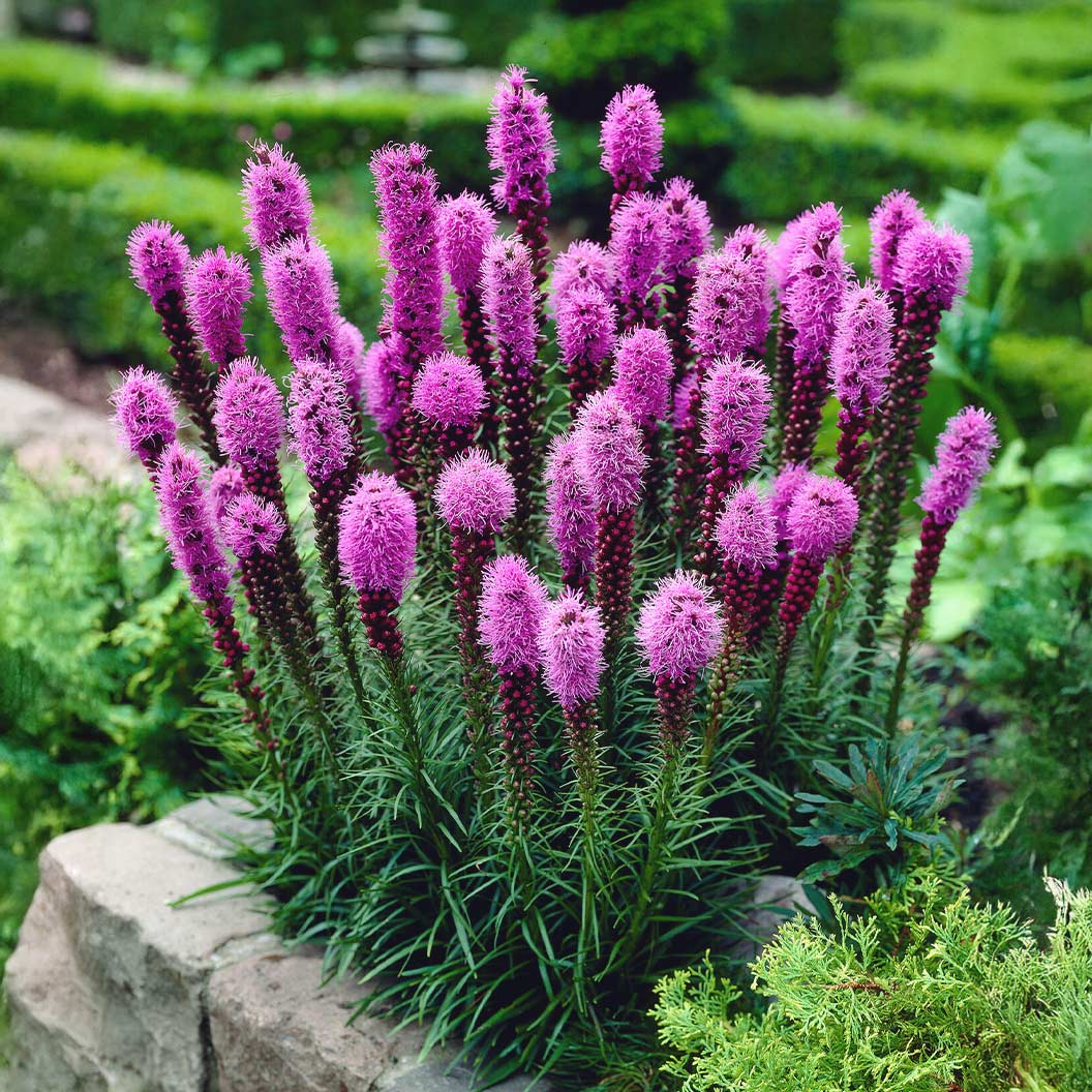 Cobalus Dwarf Blazing Star Plant - Image 2