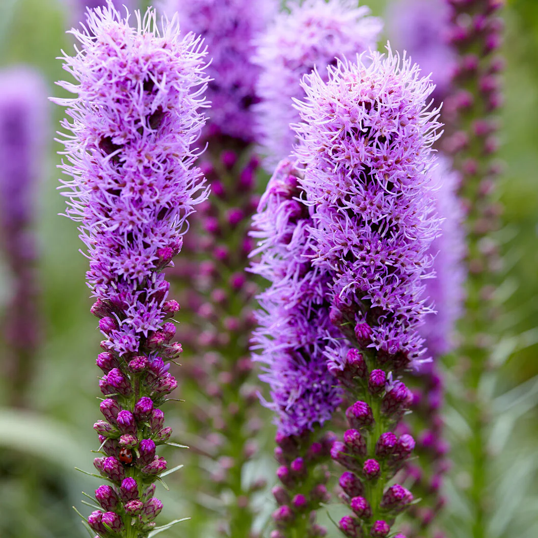 Cobalus Dwarf Blazing Star Plant - Image 3