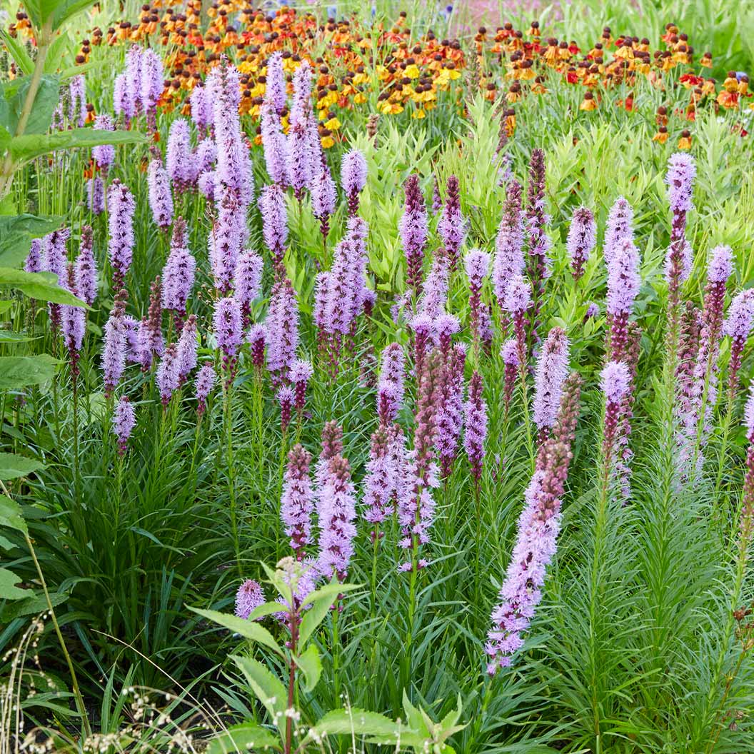 Cobalus Dwarf Blazing Star Plant - Image 4