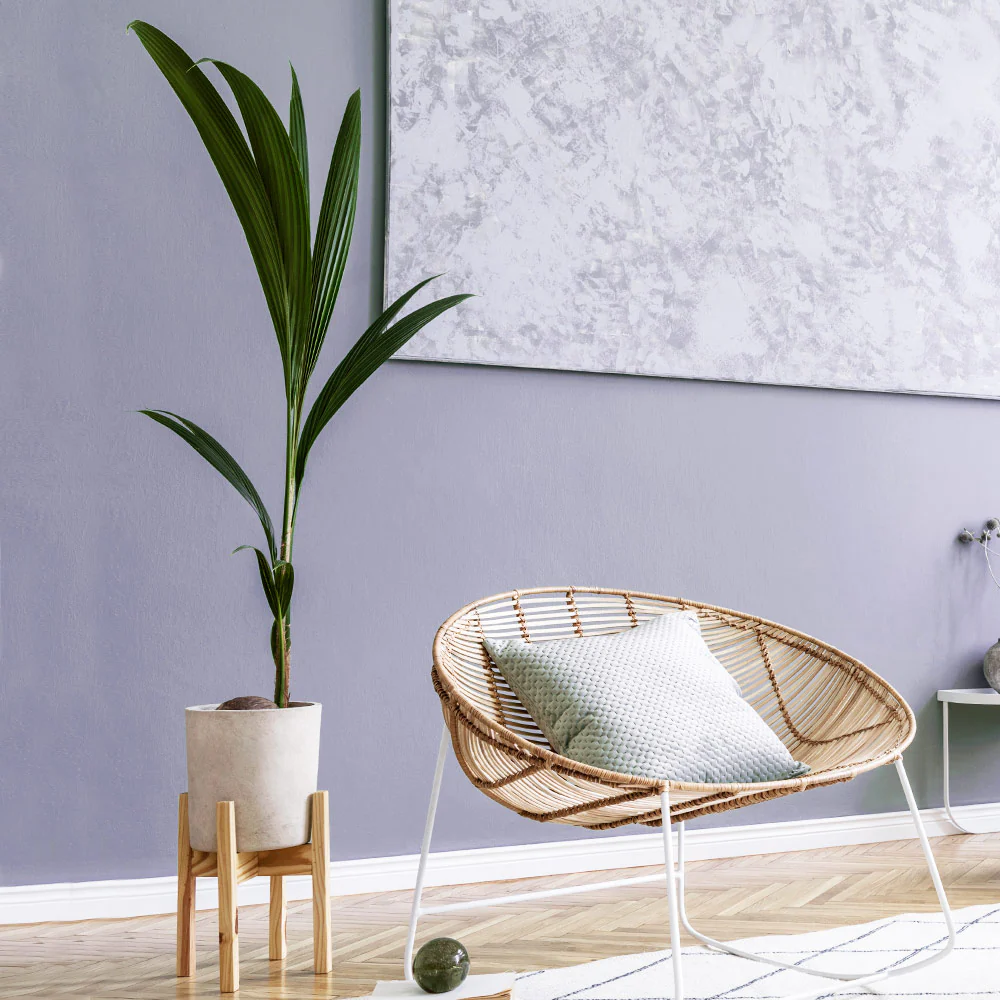 Coconut Palm Tree - Image 3