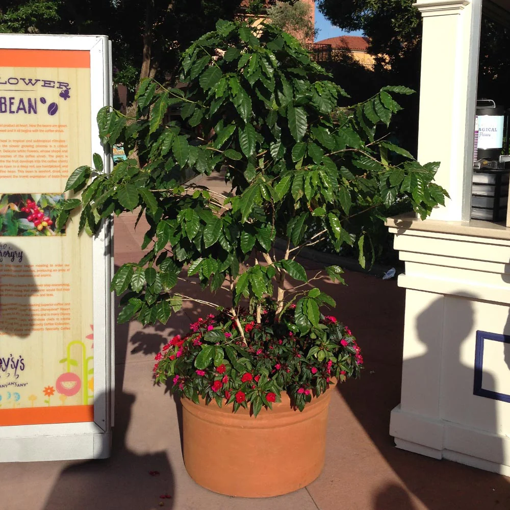 Arabica Coffee Plant - Image 5
