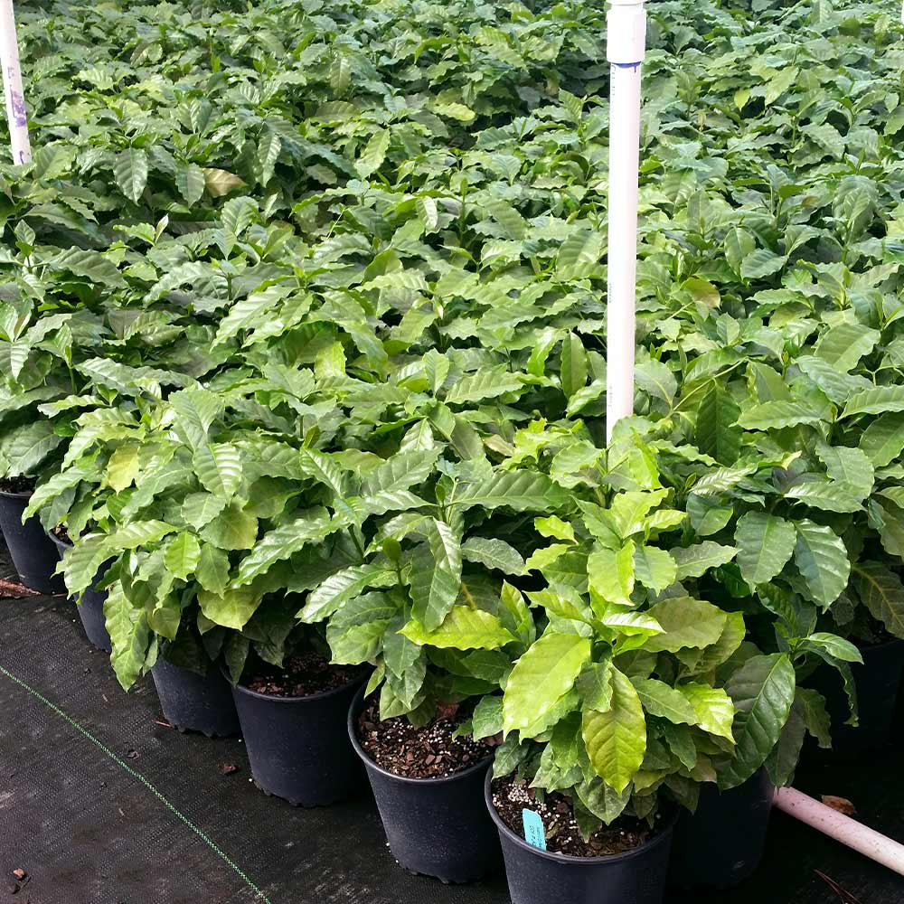 Arabica Coffee Plant - Image 6