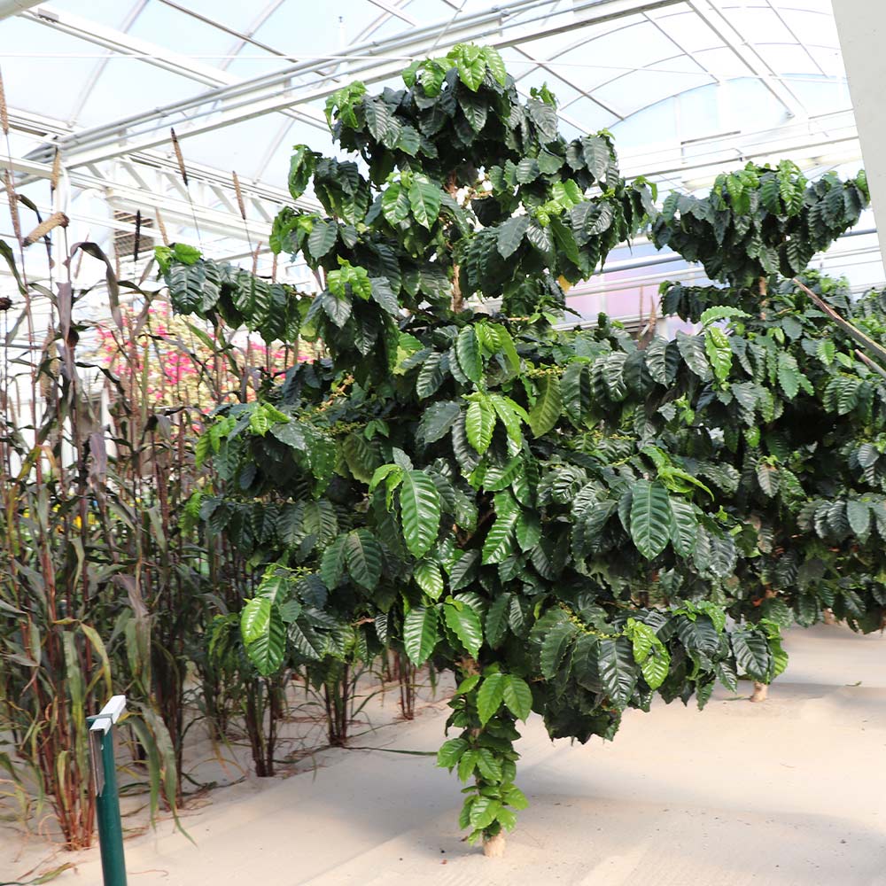 Arabica Coffee Plant - Image 8