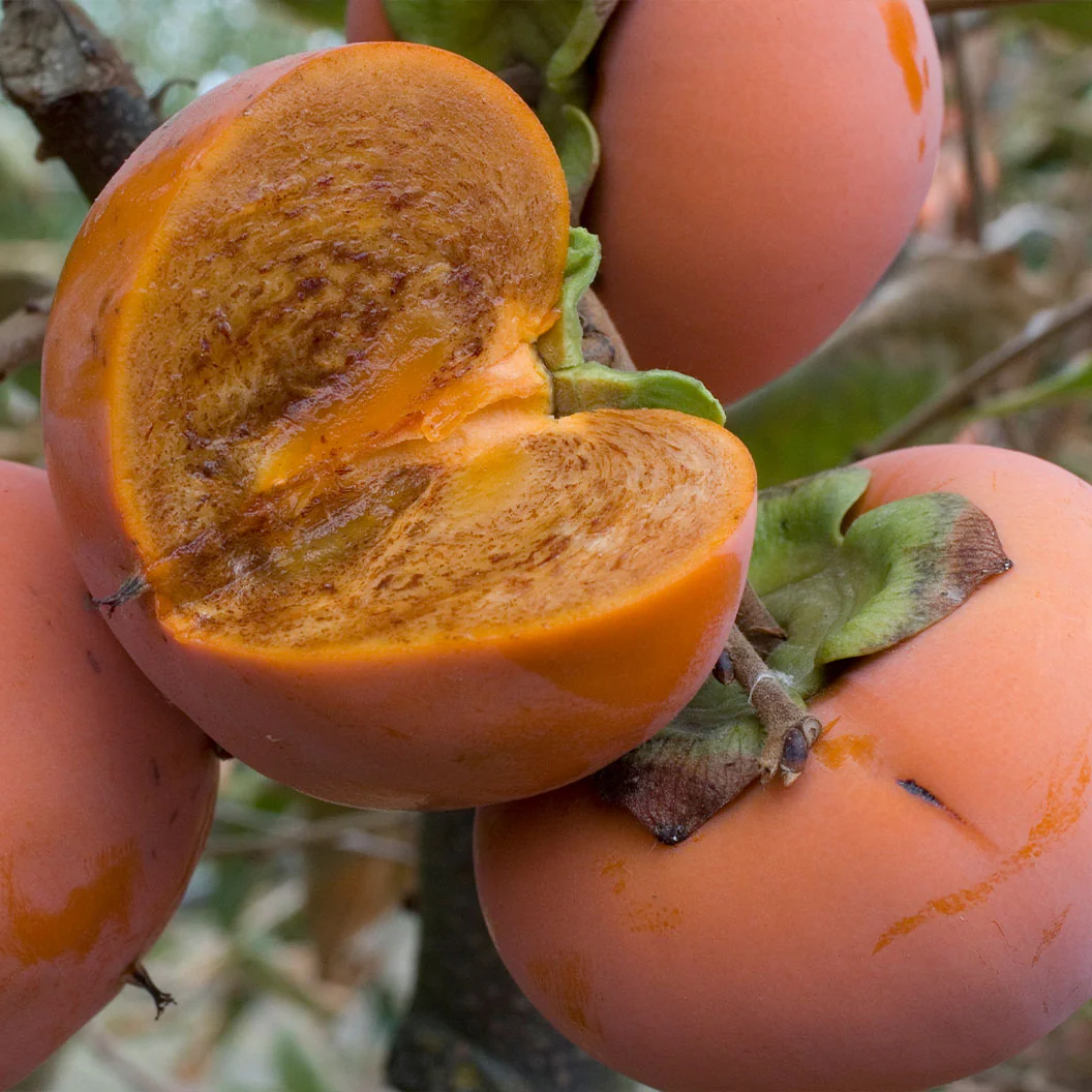 Coffeecake Persimmon Tree - Image 2