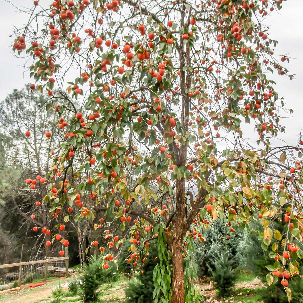 Coffeecake Persimmon Tree - Image 3