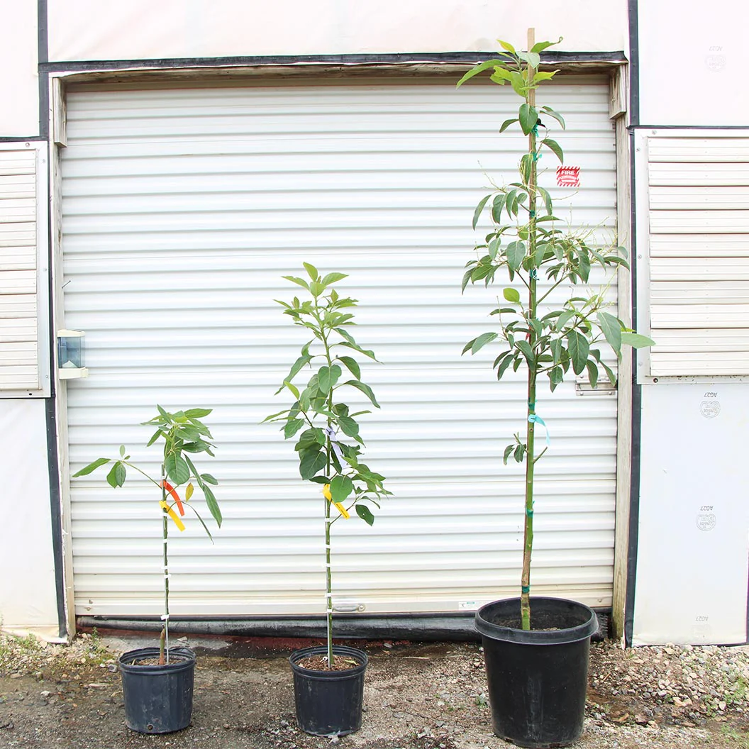 Cold Hardy Avocado Tree - Image 10