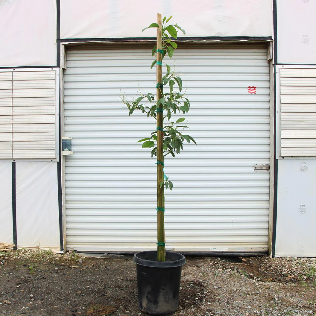 Cold Hardy Avocado Tree - Image 11