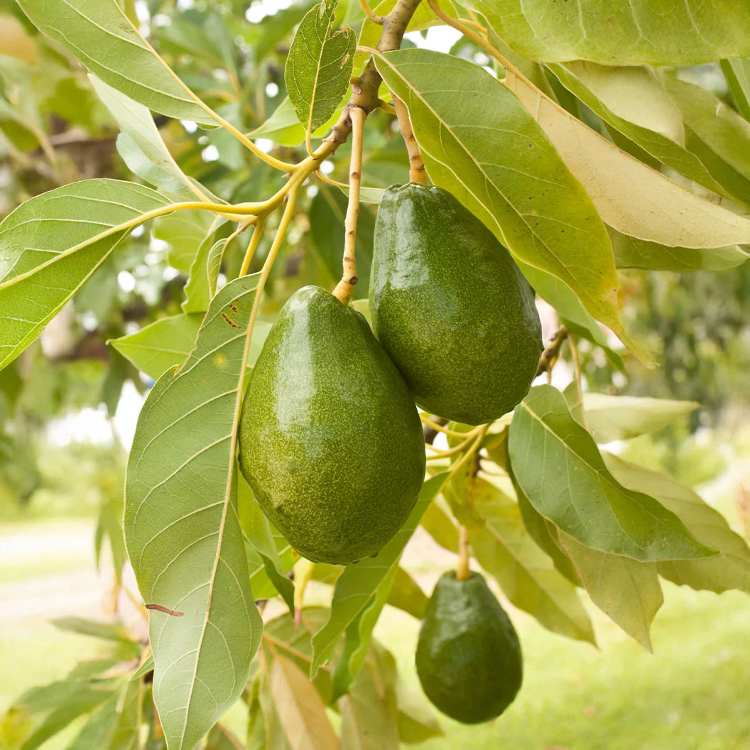 Cold Hardy Avocado Tree - Image 3
