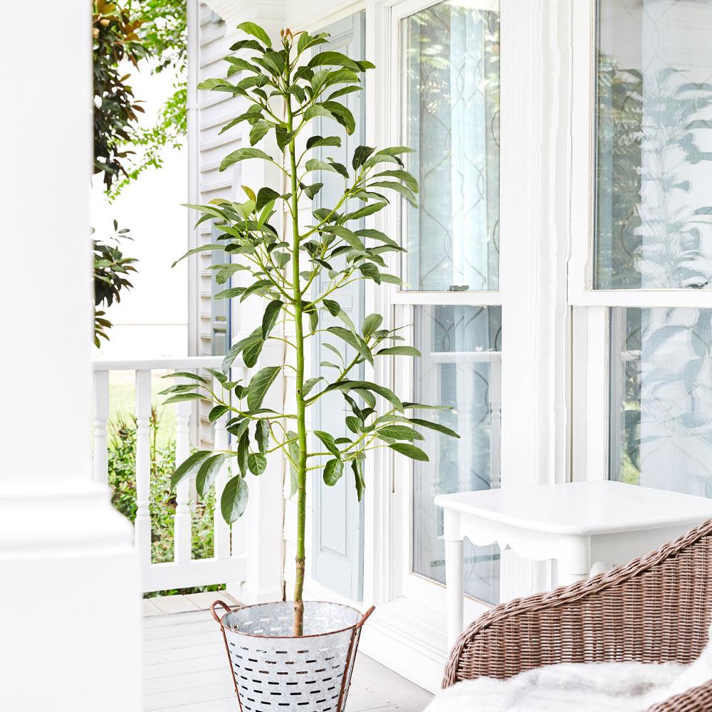 Cold Hardy Avocado Tree - Image 5