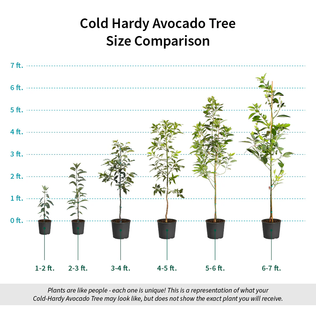 Cold Hardy Avocado Tree - Image 9