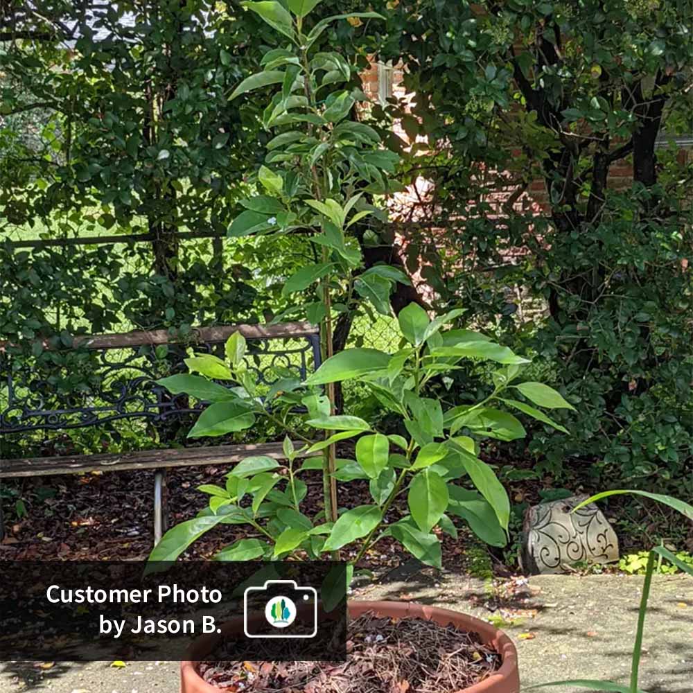 Cold Hardy Avocado Tree - Image 10