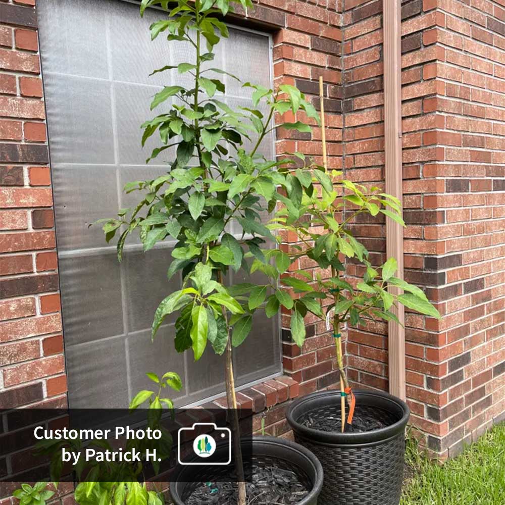 Cold Hardy Avocado Tree - Image 11