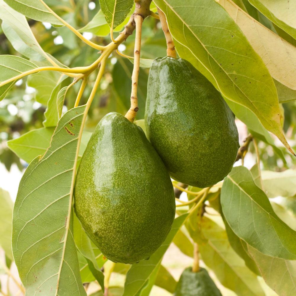 Cold Hardy Avocado Tree - Image 3