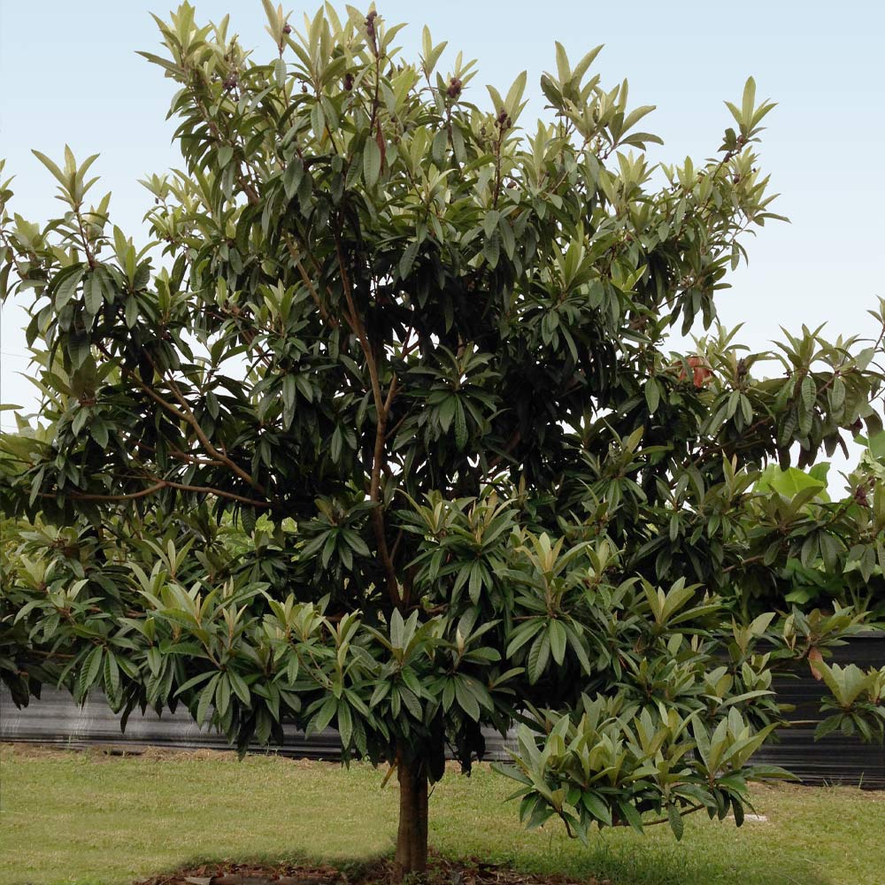Cold Hardy Avocado Tree - Image 5