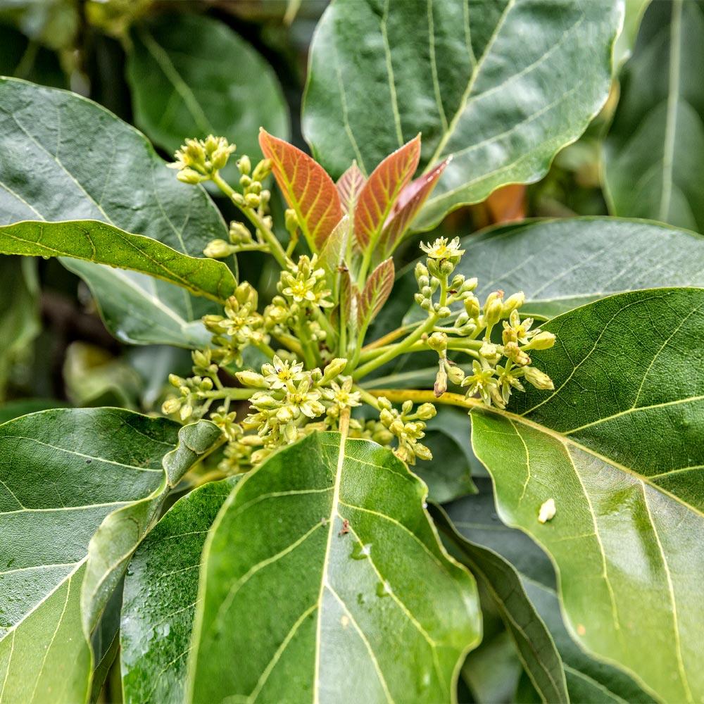 Cold Hardy Avocado Tree - Image 7
