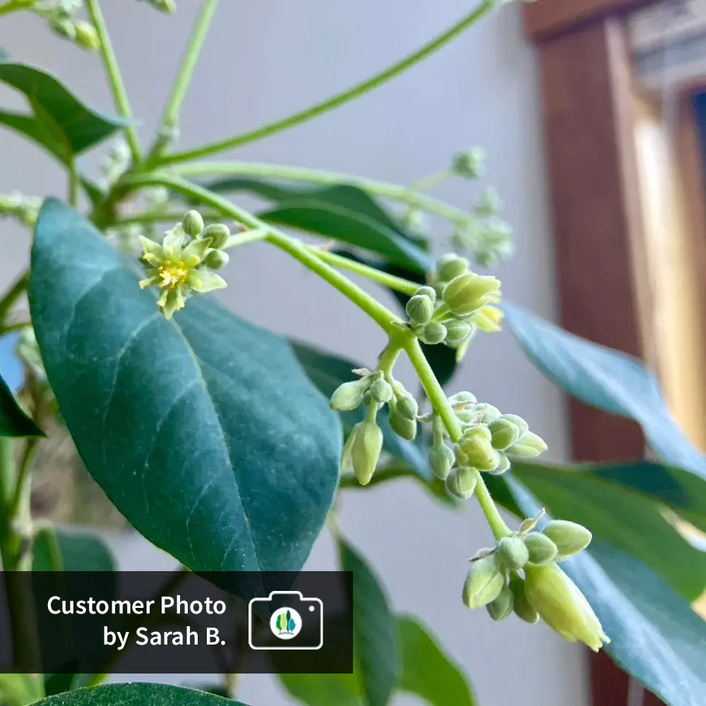 Cold Hardy Avocado Tree - Image 9