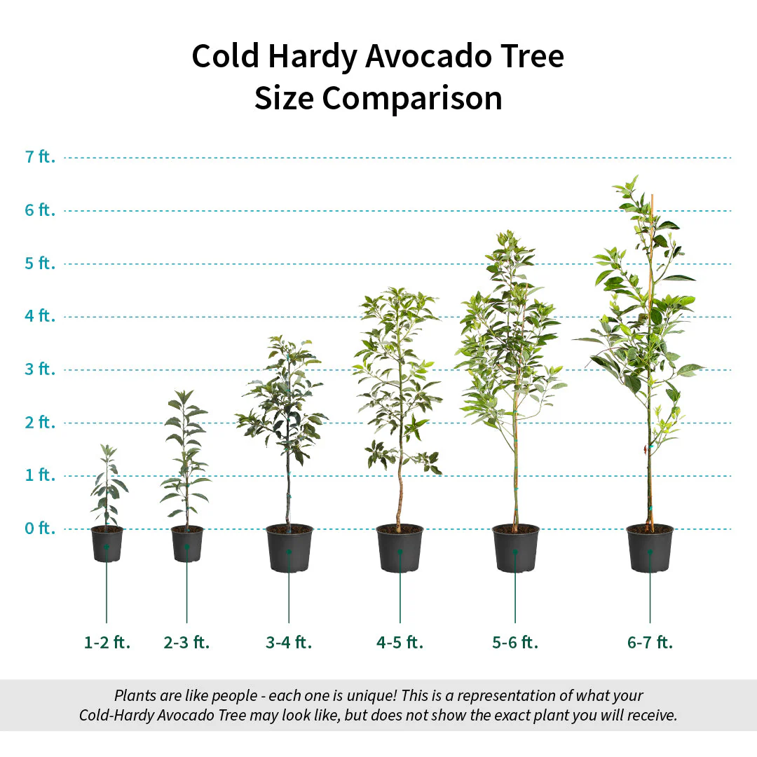 Cold Hardy Avocado Tree - Image 10