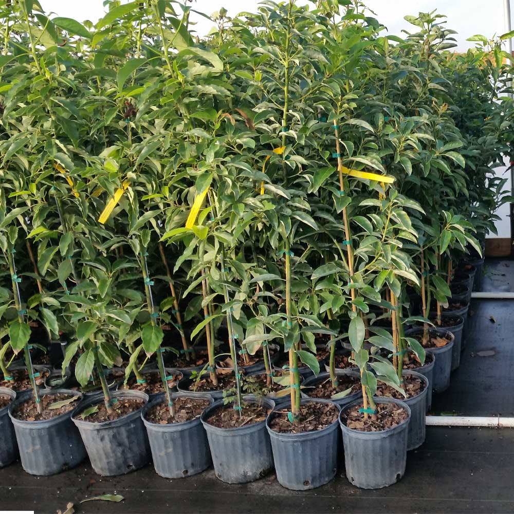 Cold Hardy Avocado Tree - Image 8