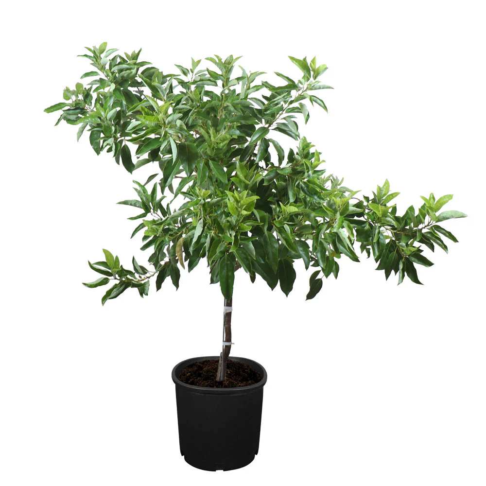 Cold Hardy Avocado Tree - Image 9