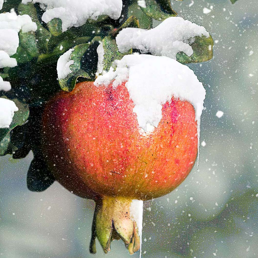 Cold-Hardy Red Pomegranate Bush - Image 3