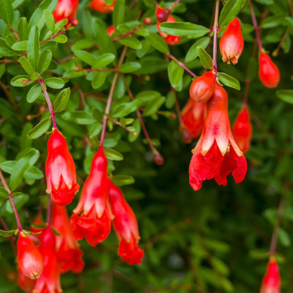 Cold-Hardy Red Pomegranate Bush - Image 5