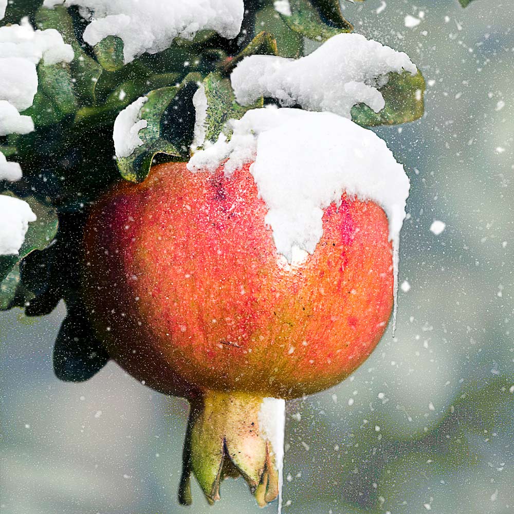 Cold Hardy Red Pomegranate Tree - USDA Organic - Image 2