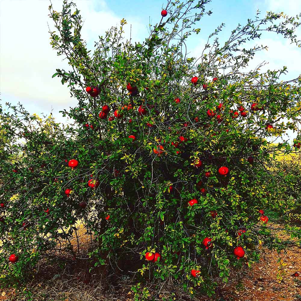 Cold Hardy Red Pomegranate Tree - USDA Organic - Image 4
