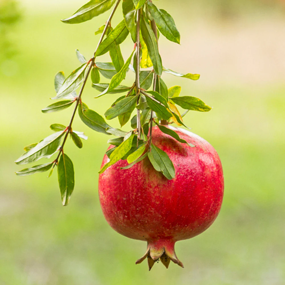 Cold Hardy Red Pomegranate Tree - USDA Organic - Image 6