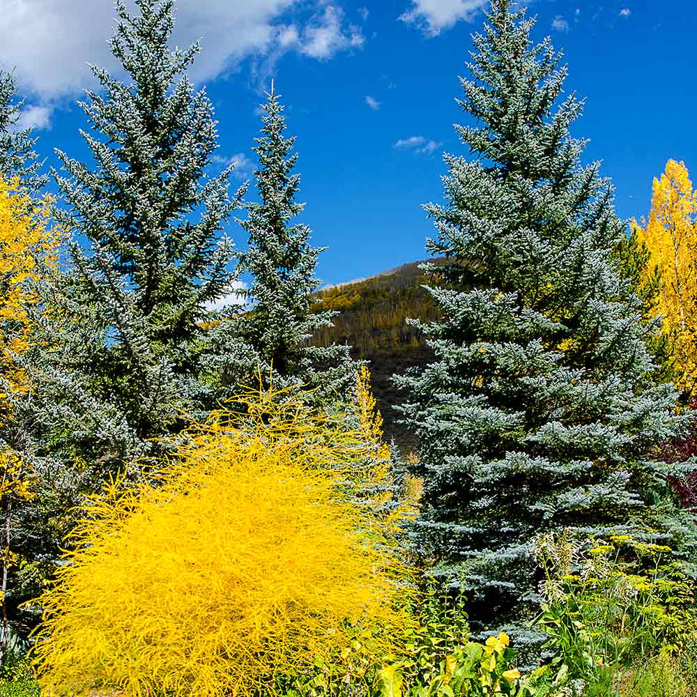 Colorado Blue Spruce Tree - Image 3