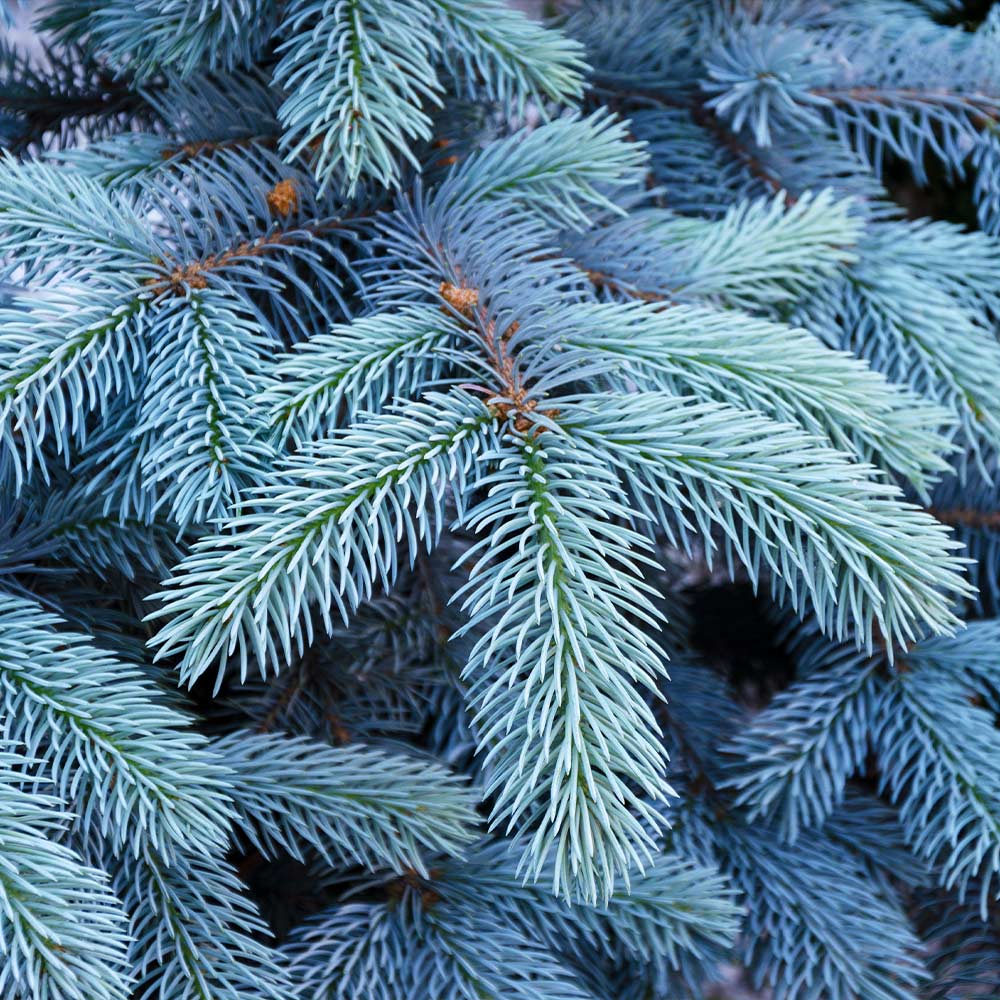 Colorado Blue Spruce Tree - Image 4