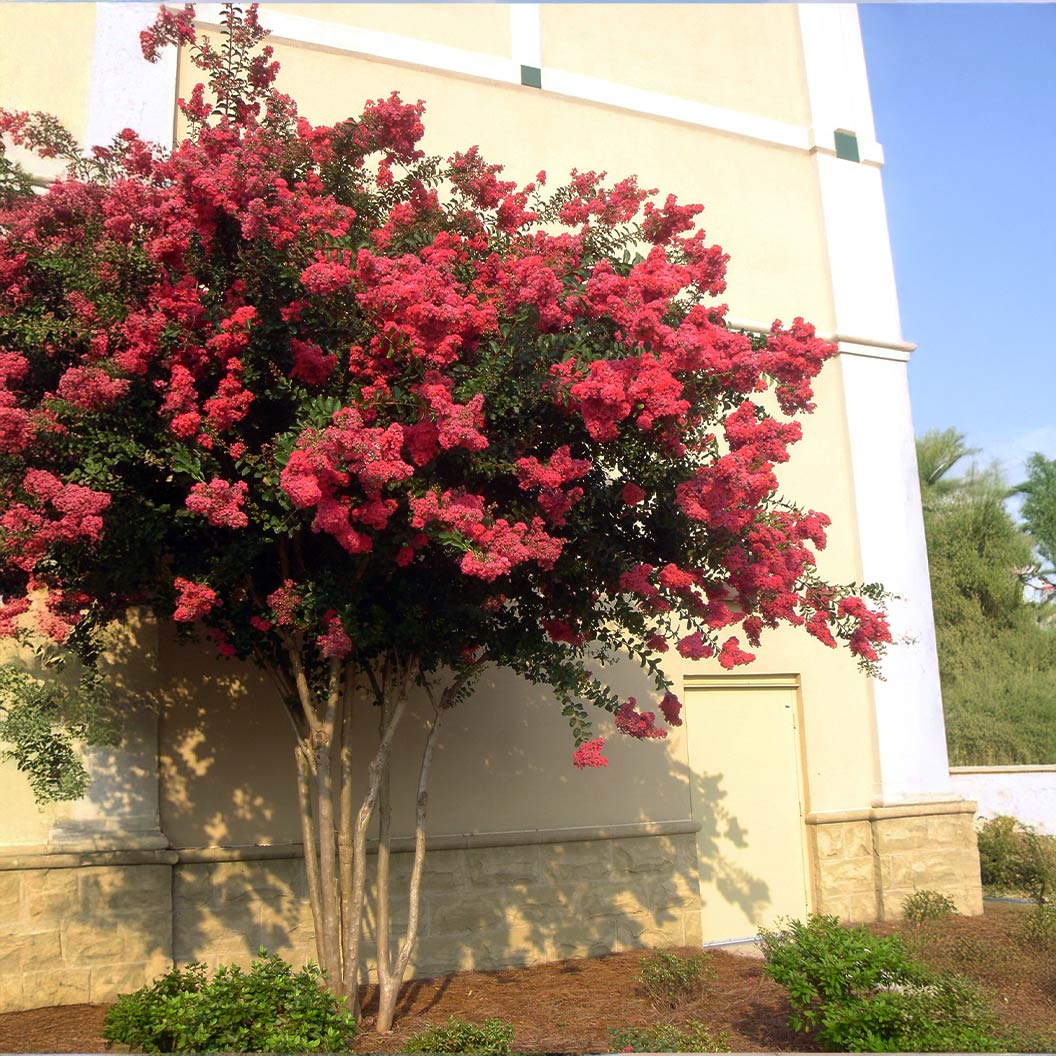 Colorama™ Coral Crape Myrtle Tree - Image 2