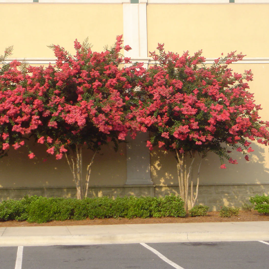Colorama™ Coral Crape Myrtle Tree - Image 3