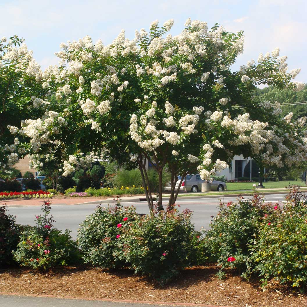 Colorama™ Ivory Crape Myrtle Tree - Image 2
