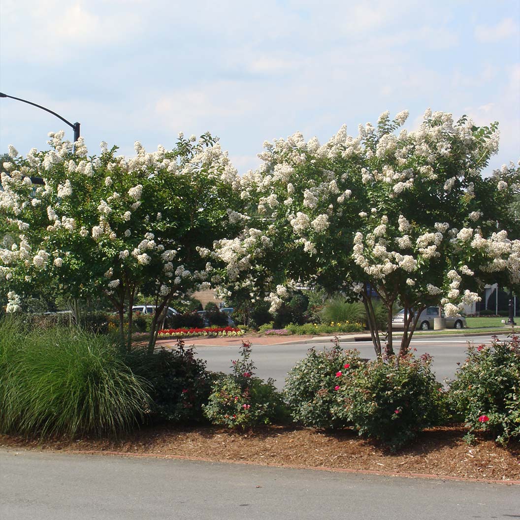 Colorama™ Ivory Crape Myrtle Tree - Image 3