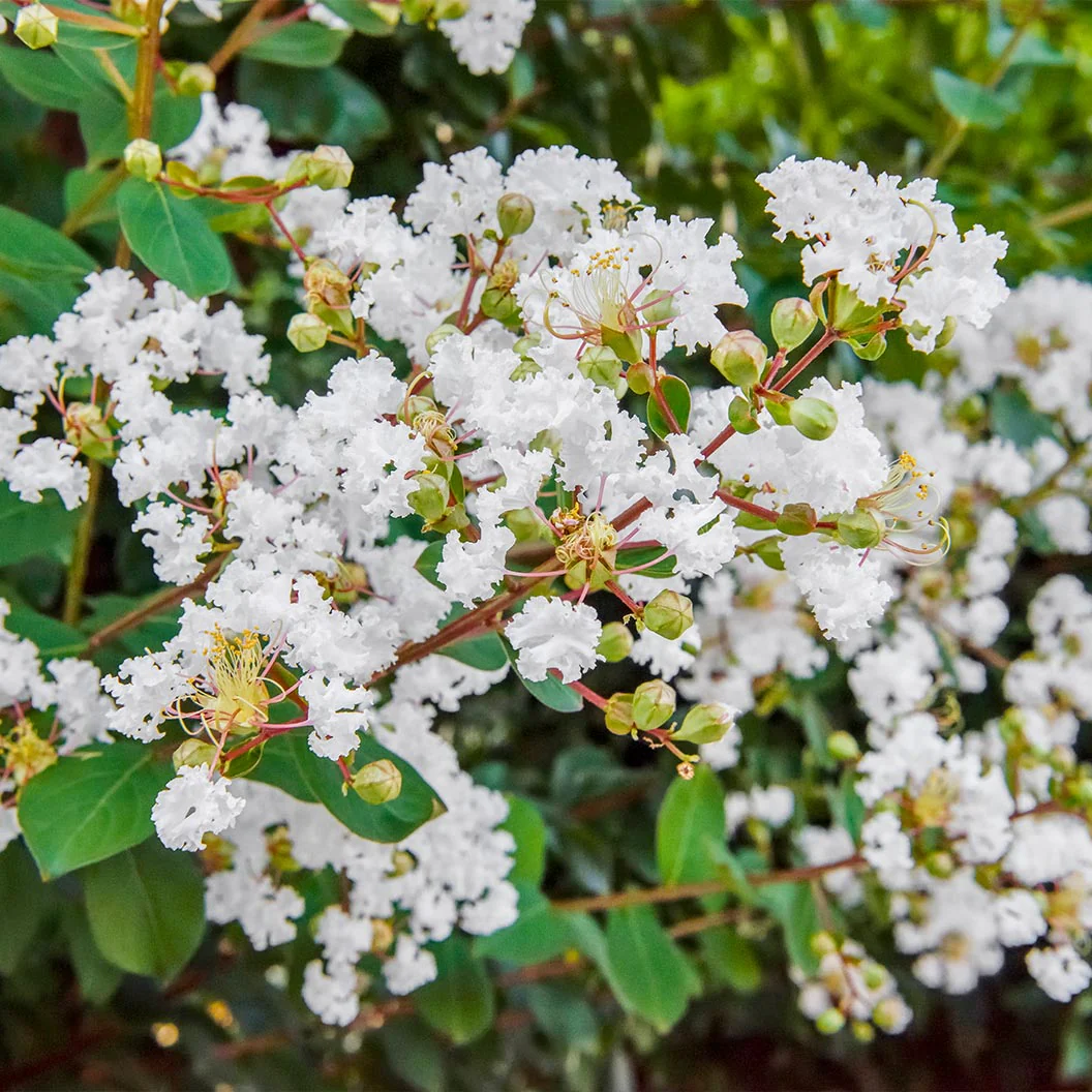 Colorama™ Pearl Crape Myrtle Tree - Image 2