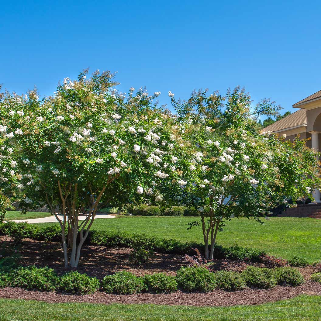 Colorama™ Pearl Crape Myrtle Tree - Image 3