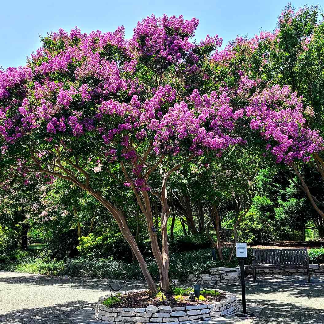 Colorama™ Purple Crape Myrtle Tree - Image 2