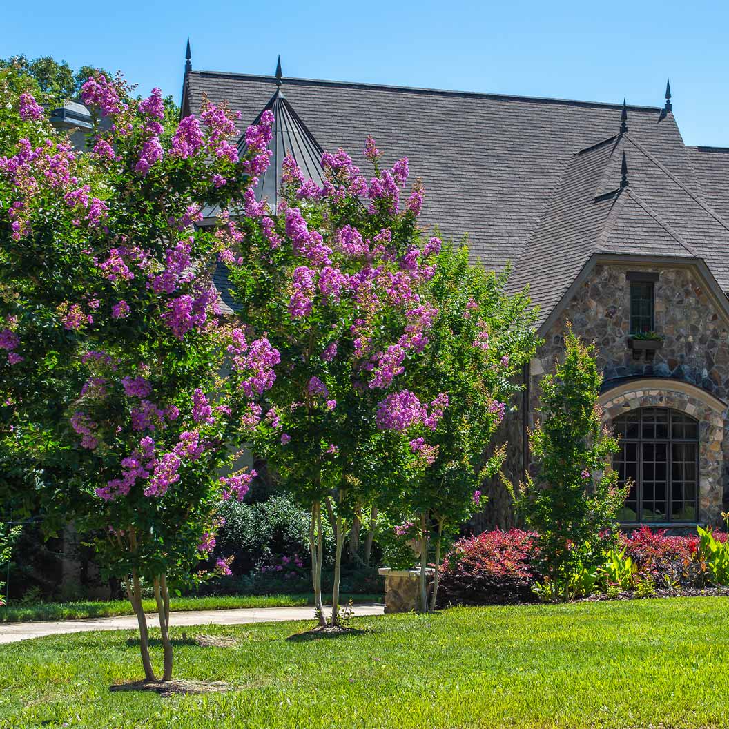 Colorama™ Purple Crape Myrtle Tree - Image 3