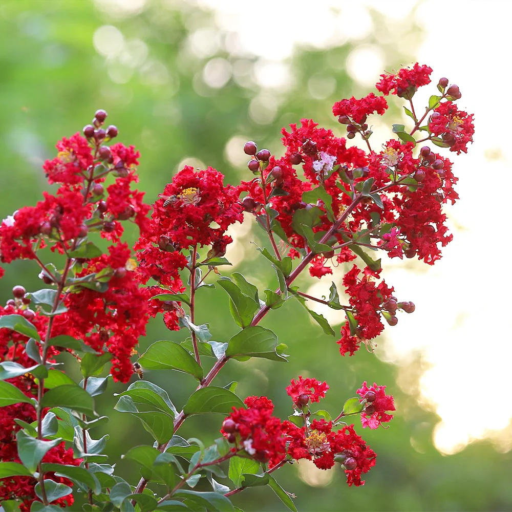 Southern Living® Colorama™ Scarlet Crape Myrtle Tree - Image 3