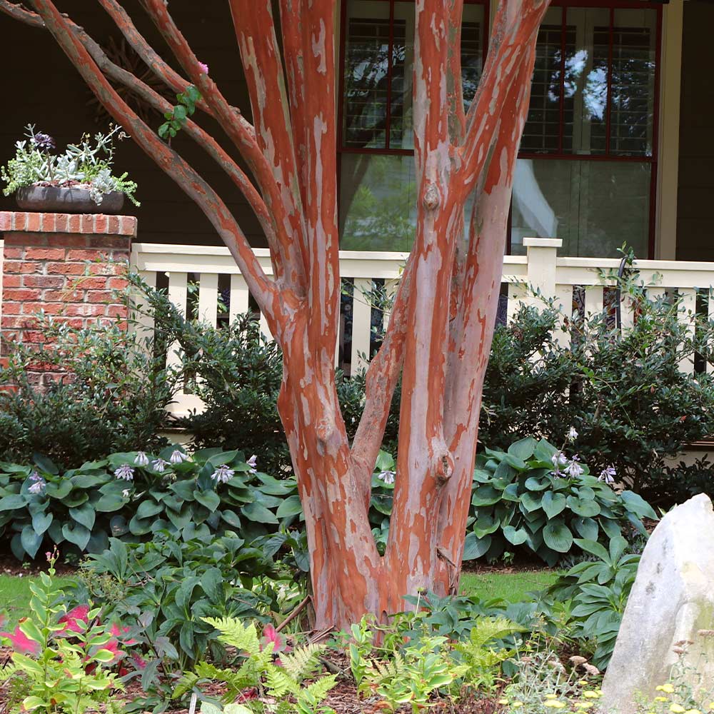 Southern Living® Colorama™ Scarlet Crape Myrtle Tree - Image 4